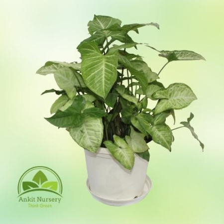 Syngonium Podophyllum (Green) - Home -  - Corporate Office - Plants On Rent - Best Plant Nursery in Noida - Indoor Plants - Vert