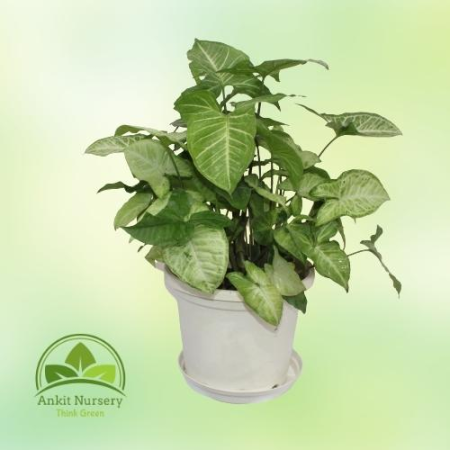 Syngonium Podophyllum (Green) - Home -  - Corporate Office - Plants On Rent - Best Plant Nursery in Noida - Indoor Plants - Vert