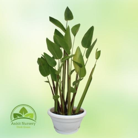 Thalia dealbata (Water Plant) - Outdoor Plants -  - Corporate Office - Plants On Rent - Best Plant Nursery in Noida - Indoor Pla