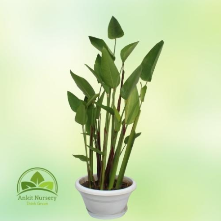 Thalia dealbata (Water Plant) - Outdoor Plants -  - Corporate Office - Plants On Rent - Best Plant Nursery in Noida - Indoor Pla