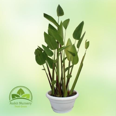 Thalia dealbata (Water Plant) - Outdoor Plants -  - Corporate Office - Plants On Rent - Best Plant Nursery in Noida - Indoor Pla