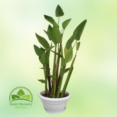 Thalia dealbata (Water Plant) - Outdoor Plants -  - Corporate Office - Plants On Rent - Best Plant Nursery in Noida - Indoor Pla