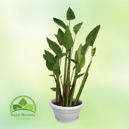 Thalia dealbata (Water Plant) - Outdoor Plants -  - Corporate Office - Plants On Rent - Best Plant Nursery in Noida - Indoor Pla