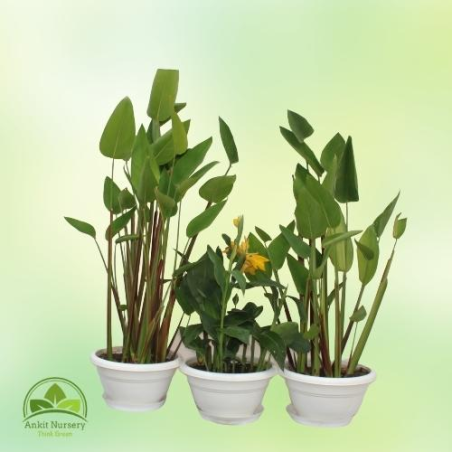 Water Plant Combo - Outdoor Plants -  - Corporate Office - Plants On Rent - Best Plant Nursery in Noida - Indoor Plants - Vertic