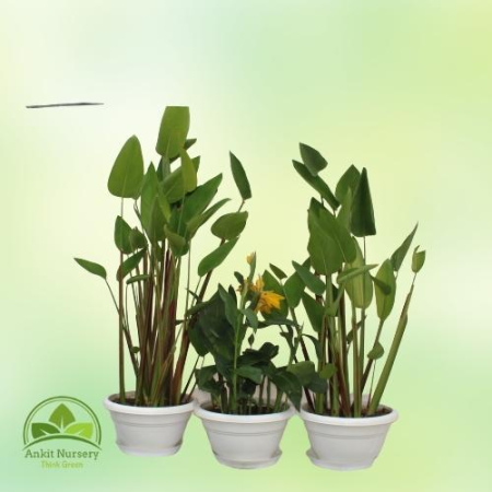 Water Plant Combo - Outdoor Plants -  - Corporate Office - Plants On Rent - Best Plant Nursery in Noida - Indoor Plants - Vertic