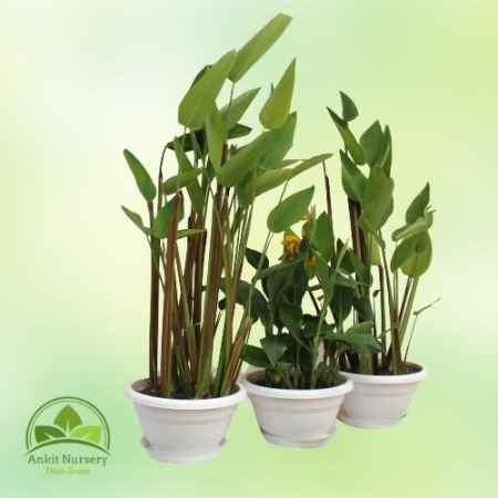 Water Plant Combo - Outdoor Plants -  - Corporate Office - Plants On Rent - Best Plant Nursery in Noida - Indoor Plants - Vertic