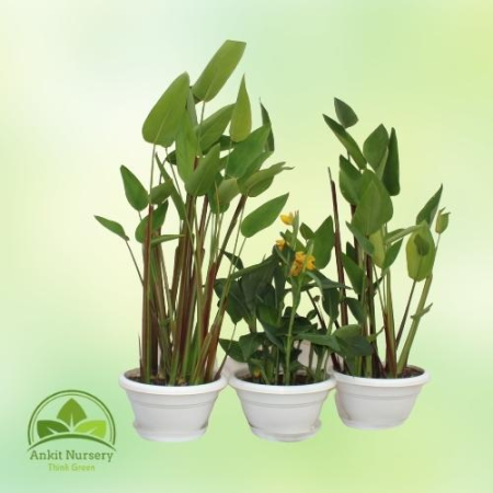 Water Plant Combo - Outdoor Plants -  - Corporate Office - Plants On Rent - Best Plant Nursery in Noida - Indoor Plants - Vertic