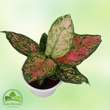 Aglaonema Lipstick Plant - Home -  - Corporate Office - Plants On Rent - Best Plant Nursery in Noida - Indoor Plants - Vertical 