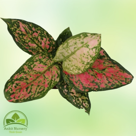 Aglaonema Lipstick Plant - Home -  - Corporate Office - Plants On Rent - Best Plant Nursery in Noida - Indoor Plants - Vertical 