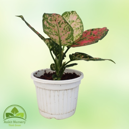 Aglaonema Lipstick Plant - Home -  - Corporate Office - Plants On Rent - Best Plant Nursery in Noida - Indoor Plants - Vertical 