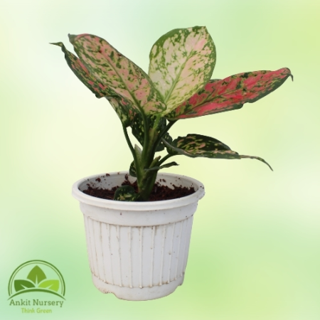 Aglaonema Lipstick Plant - Home -  - Corporate Office - Plants On Rent - Best Plant Nursery in Noida - Indoor Plants - Vertical 