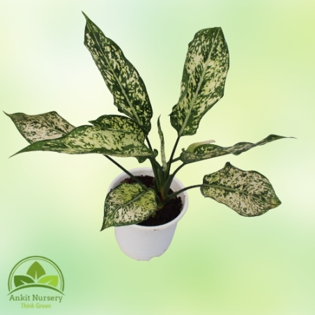 Aglaonema Snow White - Home -  - Corporate Office - Plants On Rent - Best Plant Nursery in Noida - Indoor Plants - Vertical Gard