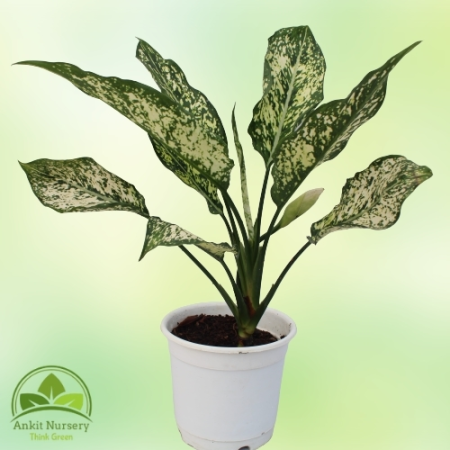 Aglaonema Snow White - Home -  - Corporate Office - Plants On Rent - Best Plant Nursery in Noida - Indoor Plants - Vertical Gard