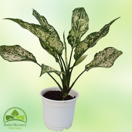 Aglaonema Snow White - Home -  - Corporate Office - Plants On Rent - Best Plant Nursery in Noida - Indoor Plants - Vertical Gard