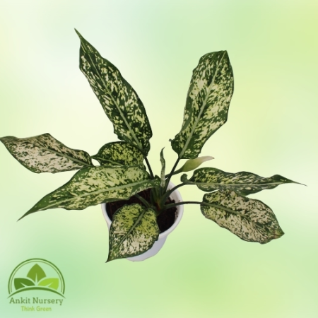 Aglaonema Snow White - Home -  - Corporate Office - Plants On Rent - Best Plant Nursery in Noida - Indoor Plants - Vertical Gard