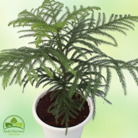 Araucaria Plant With Pot - Home -  - Corporate Office - Plants On Rent - Best Plant Nursery in Noida - Indoor Plants - Vertical 