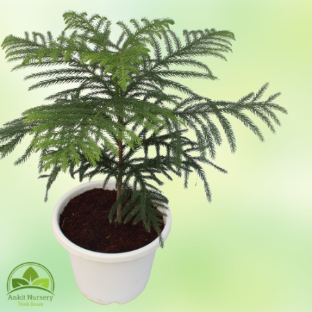 Araucaria Plant With Pot - Home -  - Corporate Office - Plants On Rent - Best Plant Nursery in Noida - Indoor Plants - Vertical 