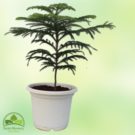 Araucaria Plant With Pot - Home -  - Corporate Office - Plants On Rent - Best Plant Nursery in Noida - Indoor Plants - Vertical 