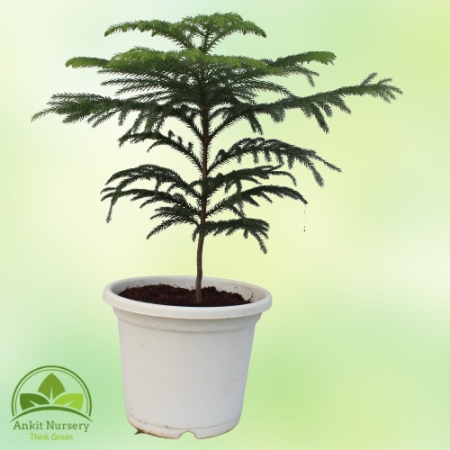 Araucaria Plant With Pot - Home -  - Corporate Office - Plants On Rent - Best Plant Nursery in Noida - Indoor Plants - Vertical 