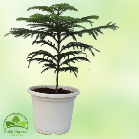 Araucaria Plant With Pot - Home -  - Corporate Office - Plants On Rent - Best Plant Nursery in Noida - Indoor Plants - Vertical 