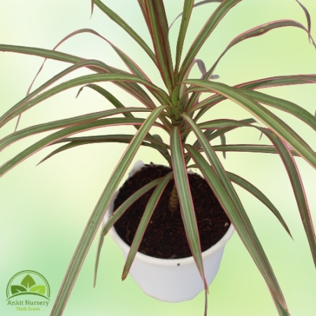 Dracaena Marginata Plant - Home -  - Corporate Office - Plants On Rent - Best Plant Nursery in Noida - Indoor Plants - Vertical 