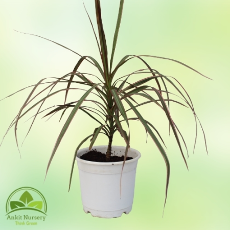 Dracaena Marginata Plant - Home -  - Corporate Office - Plants On Rent - Best Plant Nursery in Noida - Indoor Plants - Vertical 