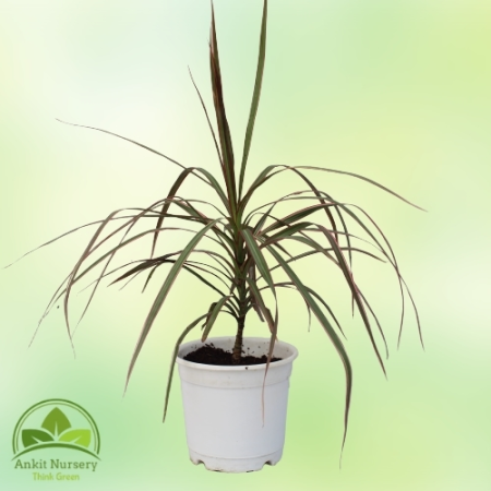 Dracaena Marginata Plant - Home -  - Corporate Office - Plants On Rent - Best Plant Nursery in Noida - Indoor Plants - Vertical 