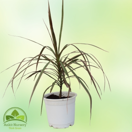 Dracaena Marginata Plant - Home -  - Corporate Office - Plants On Rent - Best Plant Nursery in Noida - Indoor Plants - Vertical 