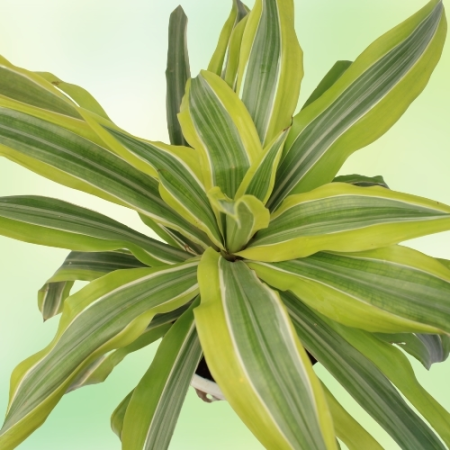 Dracaena Victoria Plant - Home -  - Corporate Office - Plants On Rent - Best Plant Nursery in Noida - Indoor Plants - Vertical G