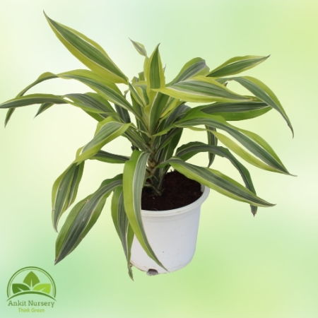 Dracaena Victoria Plant - Home -  - Corporate Office - Plants On Rent - Best Plant Nursery in Noida - Indoor Plants - Vertical G