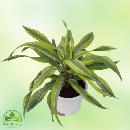 Dracaena Victoria Plant - Home -  - Corporate Office - Plants On Rent - Best Plant Nursery in Noida - Indoor Plants - Vertical G