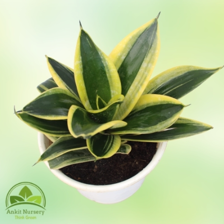 Dwarf Snake Plant - Home -  - Corporate Office - Plants On Rent - Best Plant Nursery in Noida - Indoor Plants - Vertical Garden 