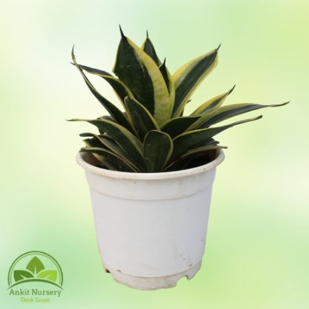 Dwarf Snake Plant - Home -  - Corporate Office - Plants On Rent - Best Plant Nursery in Noida - Indoor Plants - Vertical Garden 