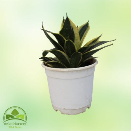 Dwarf Snake Plant - Home -  - Corporate Office - Plants On Rent - Best Plant Nursery in Noida - Indoor Plants - Vertical Garden 