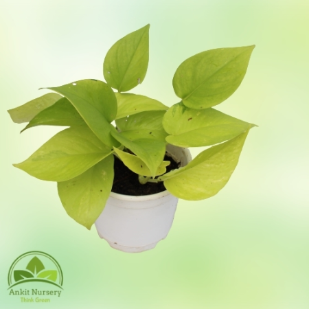 Golden Money Plant - Home -  - Corporate Office - Plants On Rent - Best Plant Nursery in Noida - Indoor Plants - Vertical Garden