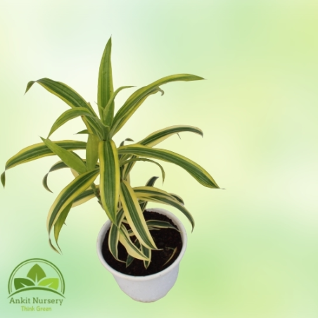 Golden Song Of India - Home -  - Corporate Office - Plants On Rent - Best Plant Nursery in Noida - Indoor Plants - Vertical Gard