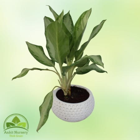 Green Aglaonema Plant - Home -  - Corporate Office - Plants On Rent - Best Plant Nursery in Noida - Indoor Plants - Vertical Gar