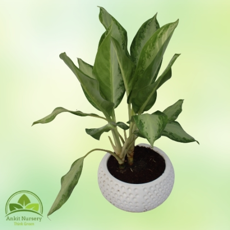 Green Aglaonema Plant - Home -  - Corporate Office - Plants On Rent - Best Plant Nursery in Noida - Indoor Plants - Vertical Gar