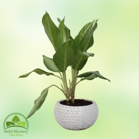 Green Aglaonema Plant - Home -  - Corporate Office - Plants On Rent - Best Plant Nursery in Noida - Indoor Plants - Vertical Gar