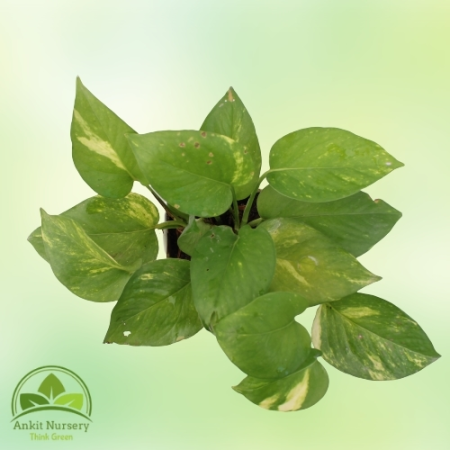 Green Money Plant - Home -  - Corporate Office - Plants On Rent - Best Plant Nursery in Noida - Indoor Plants - Vertical Garden 