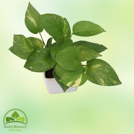 Green Money Plant - Home -  - Corporate Office - Plants On Rent - Best Plant Nursery in Noida - Indoor Plants - Vertical Garden 