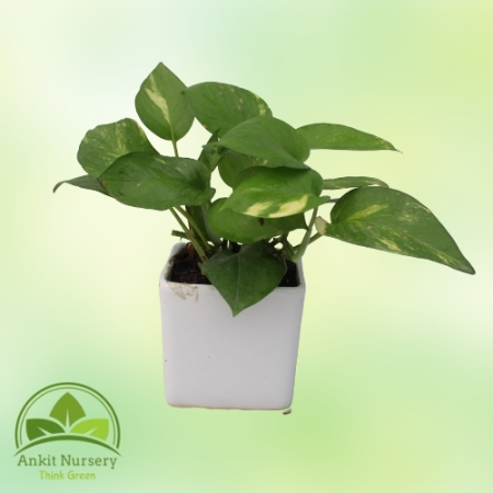 Green Money Plant - Home -  - Corporate Office - Plants On Rent - Best Plant Nursery in Noida - Indoor Plants - Vertical Garden 