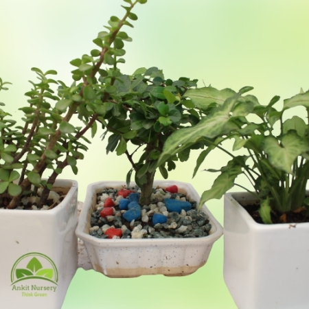 Indoor Plant With Ceramic Pot - Home -  - Corporate Office - Plants On Rent - Best Plant Nursery in Noida - Indoor Plants - Vert