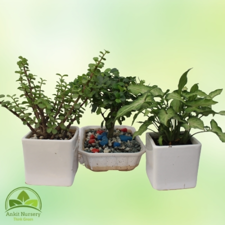 Indoor Plant With Ceramic Pot - Home -  - Corporate Office - Plants On Rent - Best Plant Nursery in Noida - Indoor Plants - Vert