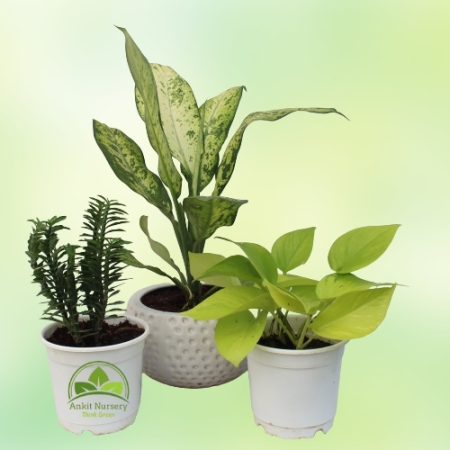 Indoor Plant Combo - Home -  - Corporate Office - Plants On Rent - Best Plant Nursery in Noida - Indoor Plants - Vertical Garden