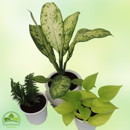 Indoor Plant Combo - Home -  - Corporate Office - Plants On Rent - Best Plant Nursery in Noida - Indoor Plants - Vertical Garden