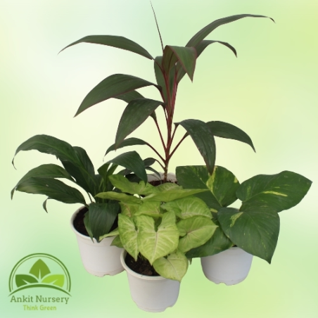 Indoor Plant Mix - Home -  - Corporate Office - Plants On Rent - Best Plant Nursery in Noida - Indoor Plants - Vertical Garden L