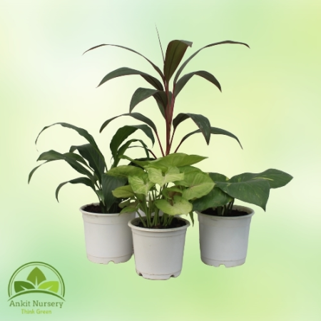 Indoor Plant Mix - Home -  - Corporate Office - Plants On Rent - Best Plant Nursery in Noida - Indoor Plants - Vertical Garden L