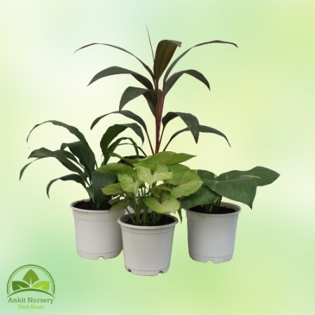 Indoor Plant Mix - Home -  - Corporate Office - Plants On Rent - Best Plant Nursery in Noida - Indoor Plants - Vertical Garden L