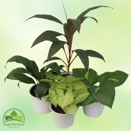 Indoor Plant Mix - Home -  - Corporate Office - Plants On Rent - Best Plant Nursery in Noida - Indoor Plants - Vertical Garden L